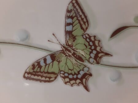 nature, insects, butterflyの写真素材