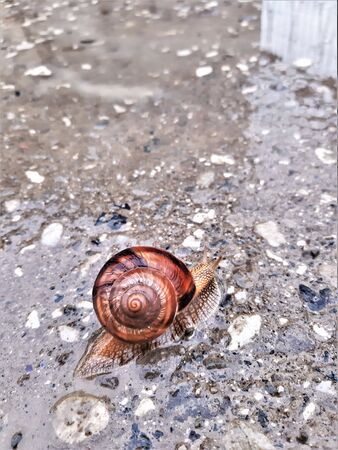 grape snail crawling on damp earth after rainの写真素材
