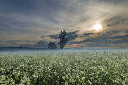 Mystical fog meadow at sunsetの写真素材