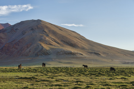 Horses on green pasture in mountainsの写真素材