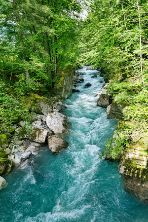 Rapid mountain river among green forestの写真素材