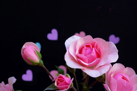 Roses and hearts on a black backgroundの写真素材