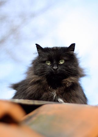 Black cat on the roofの写真素材