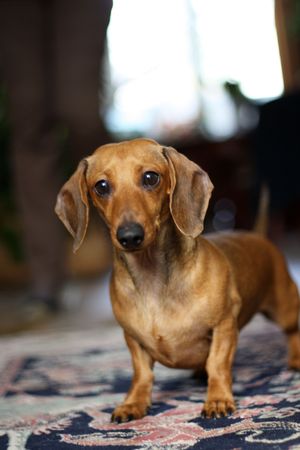 Dachshund Bettyの写真素材
