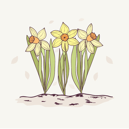 Hand Drawn Daffodils in Garden.のイラスト素材