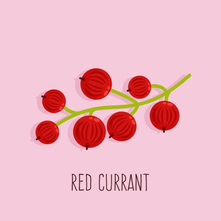 Red currant on pink background. Red ripe berries vector illustration.のイラスト素材