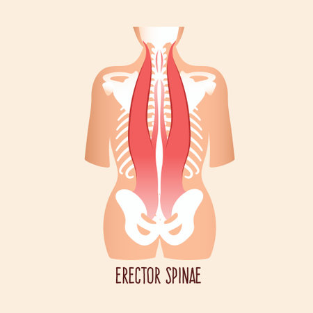 Erector spinae muscles, vector illustration.のイラスト素材