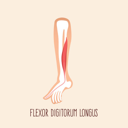 Flexor digitorum longus. Muscle anatomy. Vector illustration flat design style.のイラスト素材