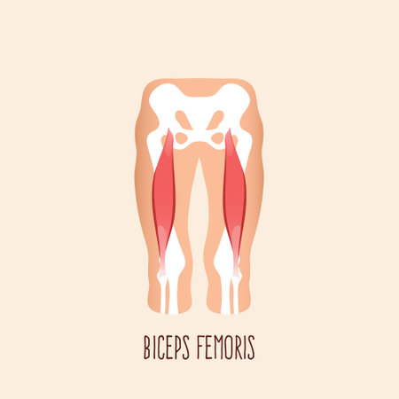 Biceps femoris muscle with human leg and bones. Flat design vector illustration.のイラスト素材