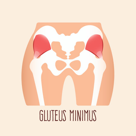 Vector illustration of gluteus minimus muscle.
