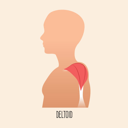 Side view of deltoid muscles vector illustration.のイラスト素材