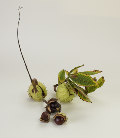 Horse chestnuts, in and out of the shell, with leaves, isolated on white backgroundの写真素材