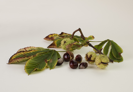 Horse chestnuts, in and out of the shell, with leaves, isolated on white backgroundの写真素材
