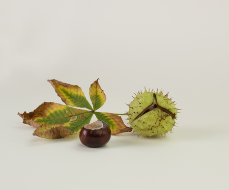 Horse chestnuts in shell, with leaves, isolated on white backgroundの写真素材