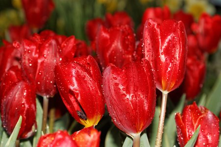 flowerの写真素材