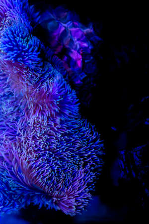 Anemone fish with anemone,Sea anemone and clown fish in marine aquarium.