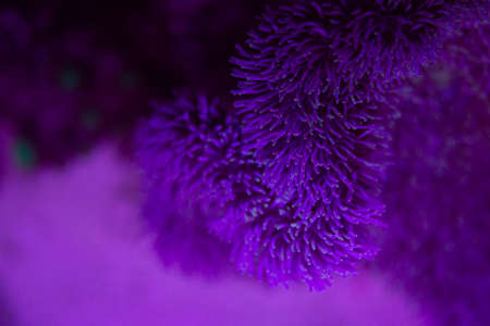 Anemone fish with anemone,Sea anemone and clown fish in marine aquarium.の写真素材