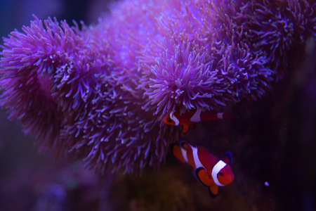 Anemone fish with anemone,Sea anemone and clown fish in marine aquarium.