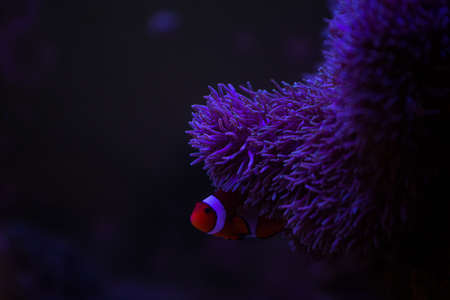 Anemone fish with anemone,Sea anemone and clown fish in marine aquarium.の写真素材