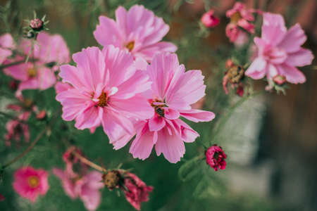 Pink flower in the field, bee collecting nectar
