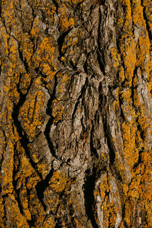 the bark wood texture is yellow from mold and mildewの写真素材
