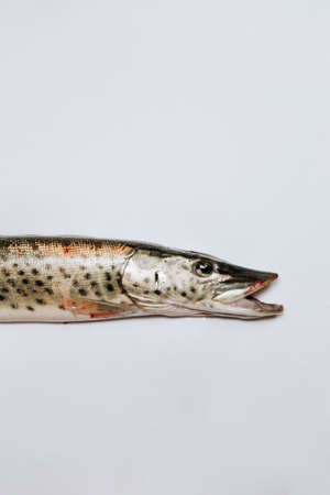 Pike fish with an open mouth lies on a white background.