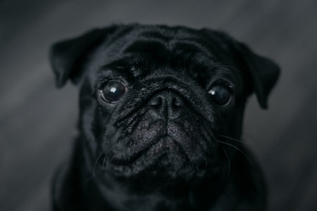 Portrait of a black pug dogの写真素材