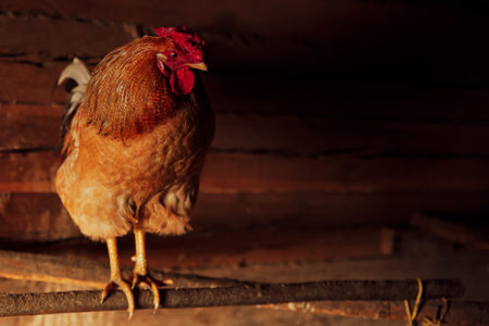 Rooster with chickens on a farm in a wooden roomの写真素材