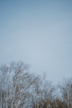 Leafless branches of birch trees against the clear blue sky.