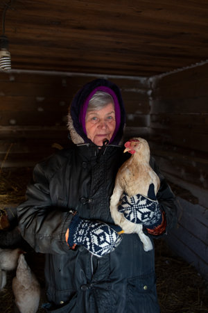 An elderly Russian woman farmer holds a chicken in her handsの写真素材
