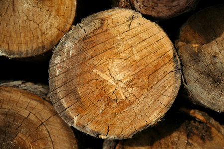 The texture of the coniferous forest is folded, felling of trees, firewood