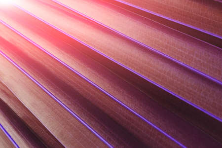 The texture of a red tropical leaf on the background of a dream