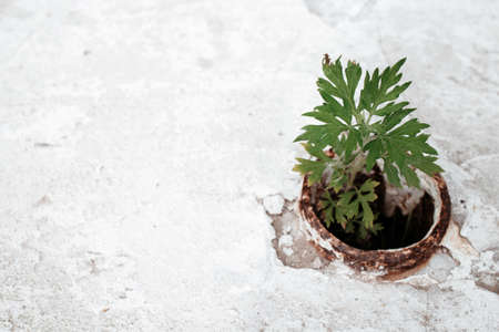 A concrete road with a small platform on which grass growsの写真素材