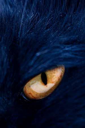 One eye of the cat is orange, on the background of woolの写真素材