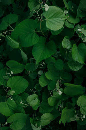Dark green foliage, Green leaves background.の写真素材