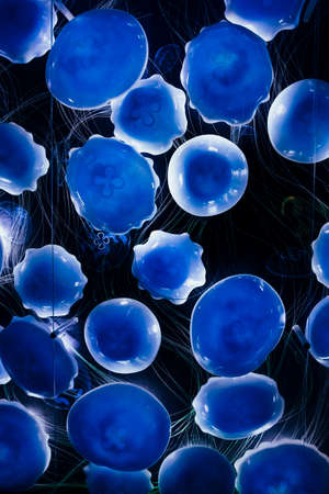 Abstraction of a blue jellyfish on a black background