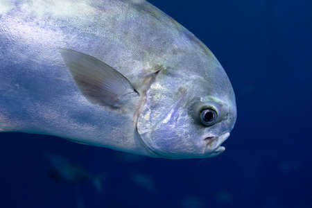 A flock of sea fish, with a yellow fin, underwater fishing, diving