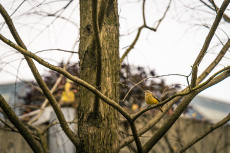 A Yellow bird sitting on a branch