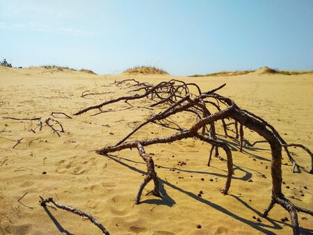 The tree roots in the sandの写真素材