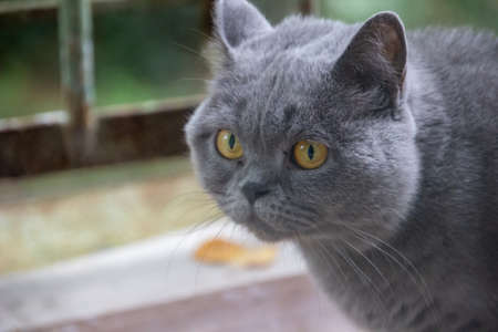 Gray cat, British breed, sad look, close-upの写真素材