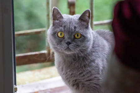 Gray cat, British breed, sad look, close-upの写真素材