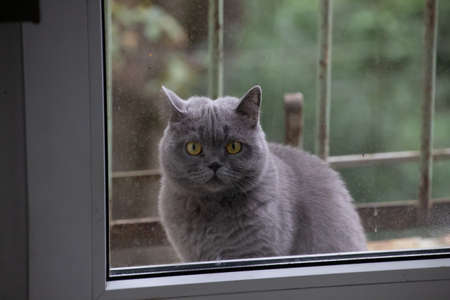 Gray cat, British breed, sad look, close-upの写真素材