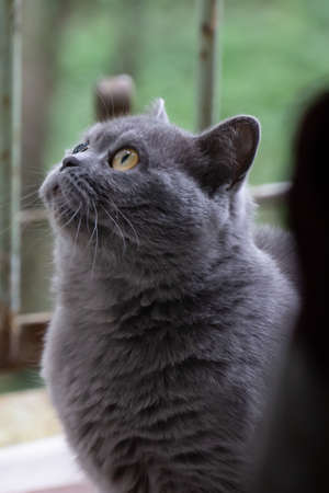 Gray cat, British breed, sad look, close-upの写真素材