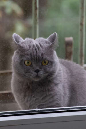 Gray cat, British breed, sad look, close-upの写真素材