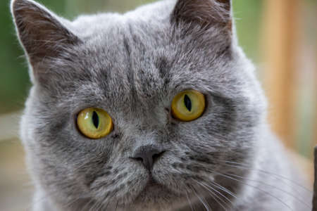 Gray cat, British breed, sad look, close-upの写真素材