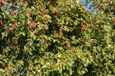 Photo of green, deciduous trees with red apples, in sunny weather