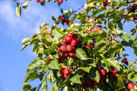 Photo of green, deciduous trees with red apples, in sunny weatherの写真素材