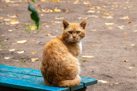 atmospheric portrait of a red cat big plan