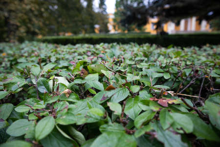 A close-up photo of the bushes in the park