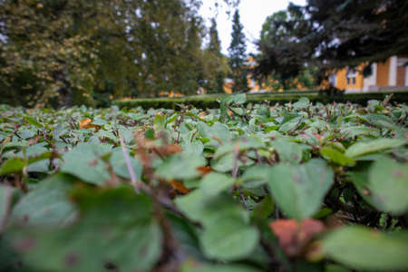 A close-up photo of the bushes in the park